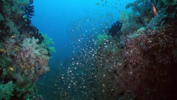 Rebanho escolar de peixes de vidro no recife ao entardecer. — Vídeo de Stock