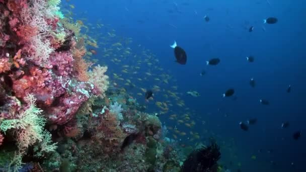 Escuela bandada de peces de colores en la sopa de mar en el arrecife. — Vídeo de stock