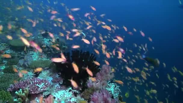 Escuela bandada de peces de colores en la sopa de mar en el arrecife. — Vídeos de Stock