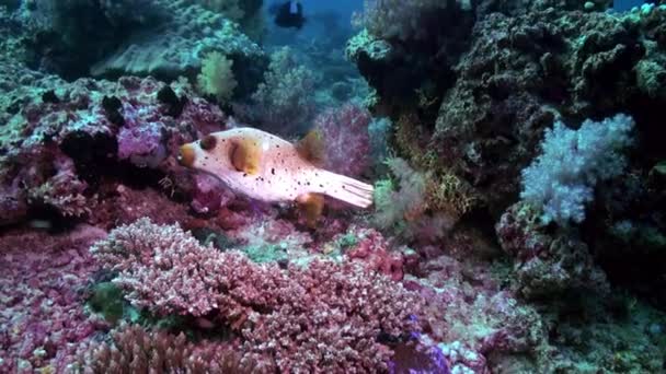 Blackspotted puffer pufferfish en schonere vis. — Stockvideo