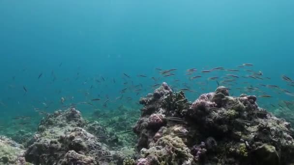 Rebanho escolar de peixes coloridos em sopa de mar no recife. — Vídeo de Stock