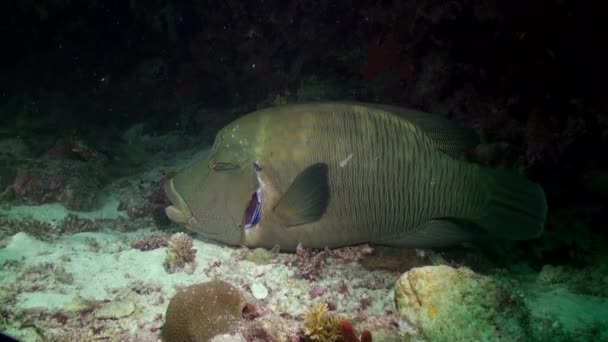 Pesce wrasse e pulitori sulla barriera corallina di notte — Video Stock