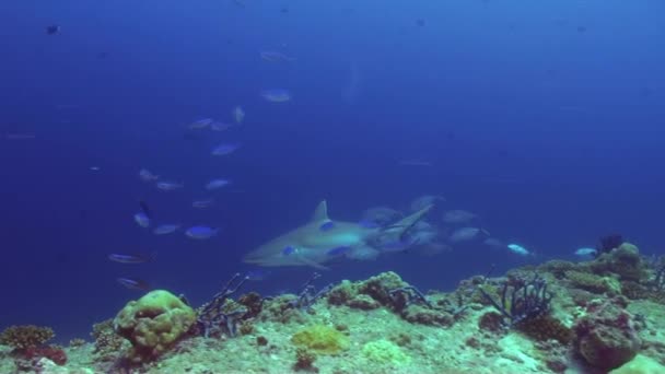 Anémones et poissons clowns la nuit au fond de la mer .