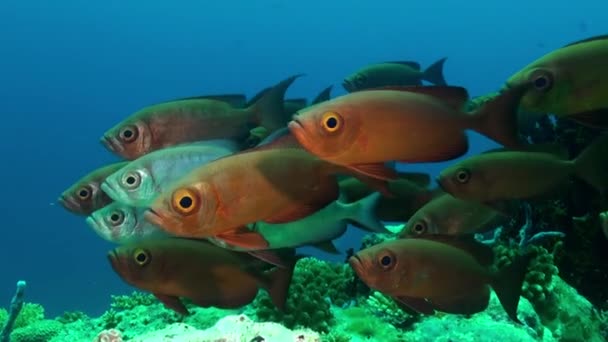 Skola av tropiska fiskar på rev på jakt efter mat. — Stockvideo