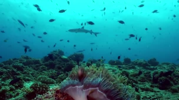 Anêmonas e peixes-palhaço à noite no fundo do mar . — Vídeo de Stock