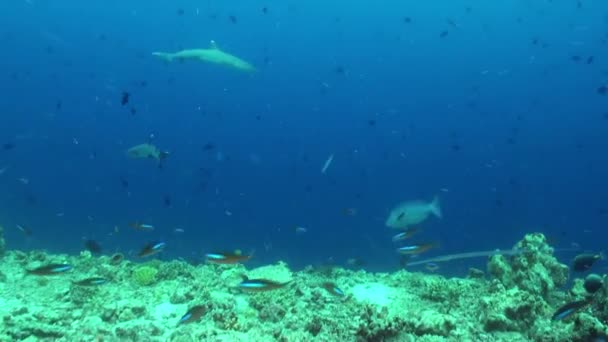 Korallok és a Bohóc hal, éjszaka, a tengerfenék. — Stock videók