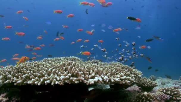Escuela de peces tropicales pequeños multicolores en el arrecife — Vídeos de Stock