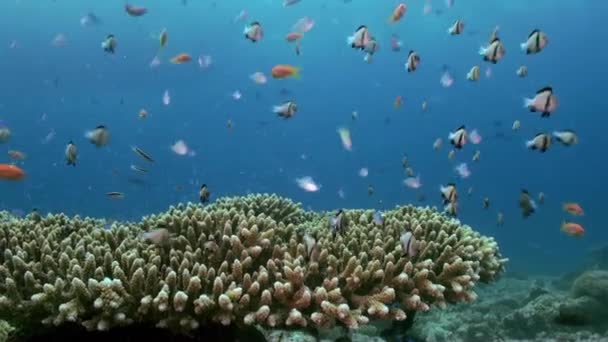 School voor tropische kleine veelkleurige vissen op rif — Stockvideo