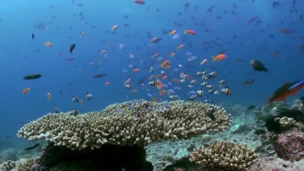 Escola de pequenos peixes tropicais multicoloridos no recife — Vídeo de Stock