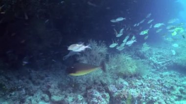 Resifteki tropik balık sürüsü yiyecek arıyor..