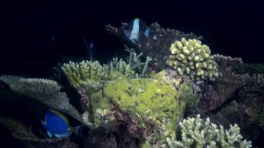 Yiyecek arayışı içinde geceleri resif kelebek balık.