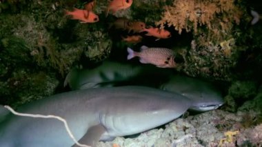 Lagün okyanus resif köpekbalığı uyuyor.