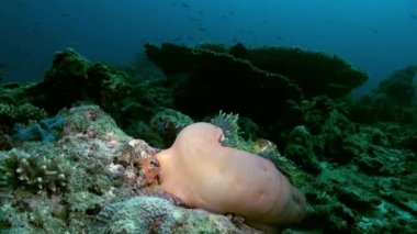 Anemon ve palyaço balık deniz tabanı üzerinde geceleri.