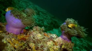 Anemon ve palyaço balık deniz tabanı üzerinde geceleri.