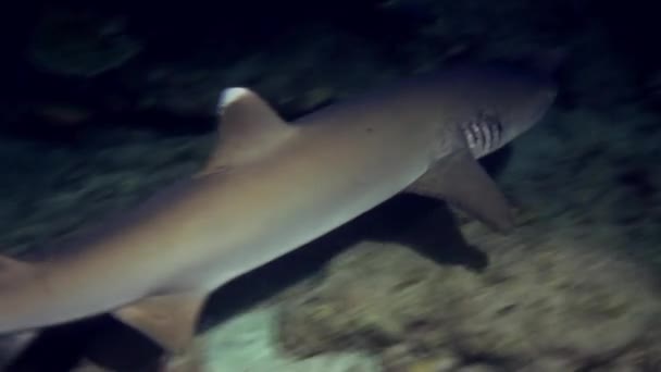 Le requin nage au bord du récif à la recherche de nourriture. — Video