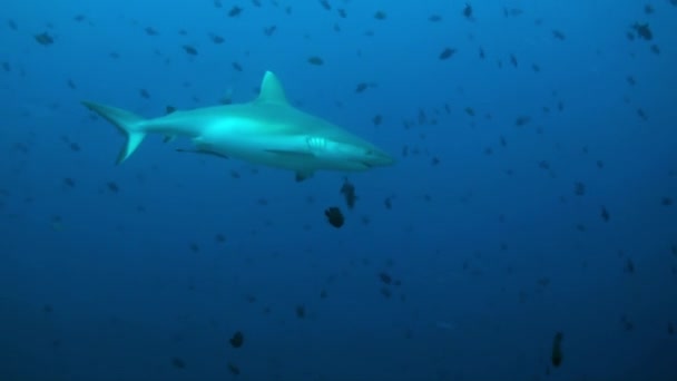 Tiburón nada en el borde del arrecife en busca de comida. — Vídeos de Stock