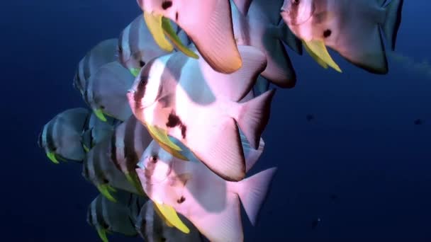 Escuela rebaño mariposa pescado en el arrecife al atardecer . — Vídeo de stock