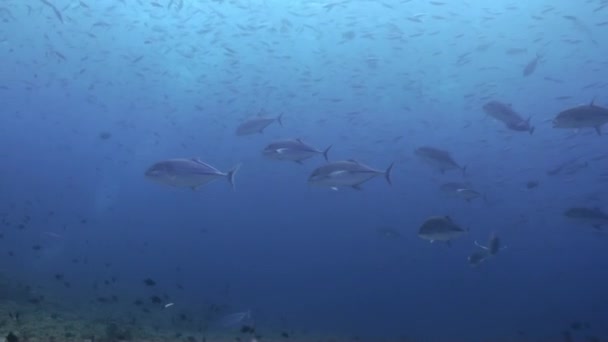 Школа тунца на рифе в поисках пищи . — стоковое видео