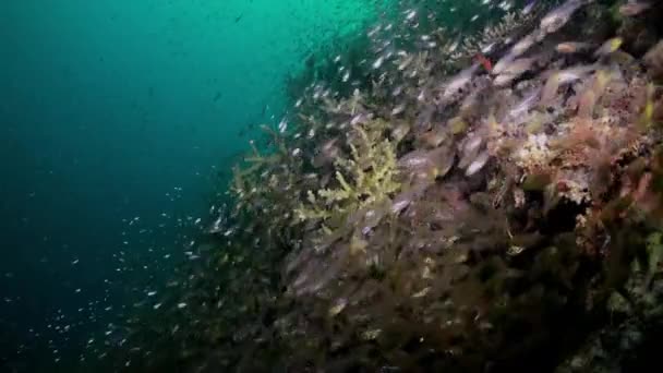 Skolflock av glasfiskar på revet i skymningen. — Stockvideo