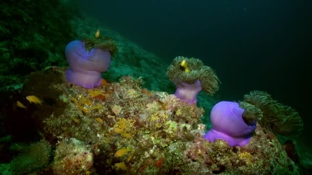 Anemonen en clown vis in de nacht op de zeebodem. — Stockvideo