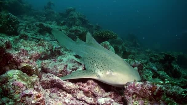 Tiburón nada en el borde del arrecife en busca de comida. — Vídeos de Stock