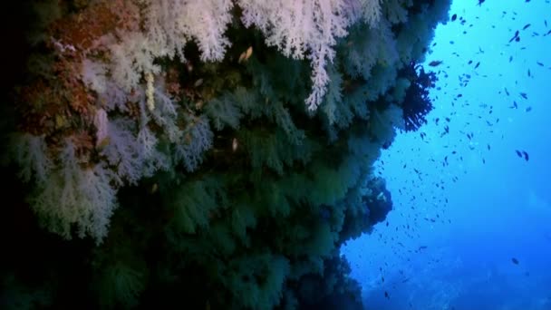 바다 의산 호초 위에 있는 화려하고 부드러운 산호의 모습. — 비디오