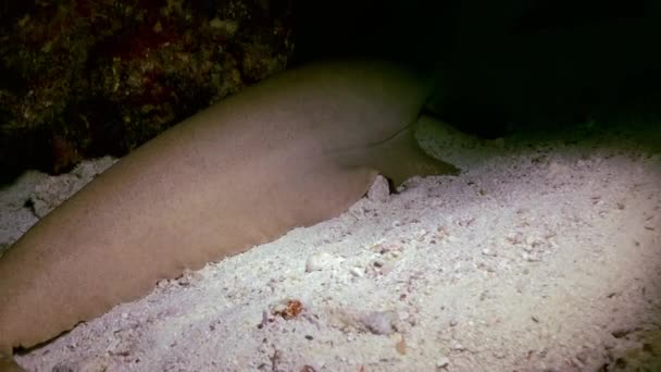 Hai schläft im Riff im Lagunenmeer. — Stockvideo