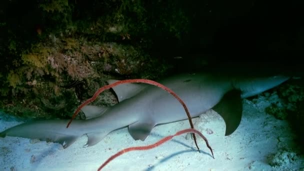Lagün okyanus resif köpekbalığı uyuyor. — Stok video