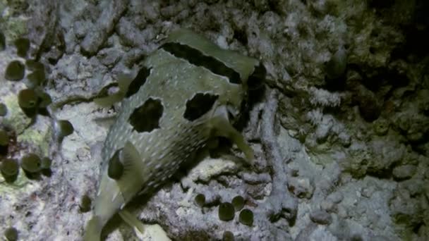 Blackspotted puffer vis pufferfish. Close-up. — Stockvideo