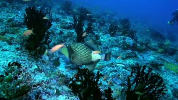 Triggerfish sur le récif en mer océanique à la recherche de nourriture — Video