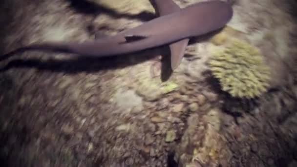 Le requin nage au bord du récif à la recherche de nourriture. — Video