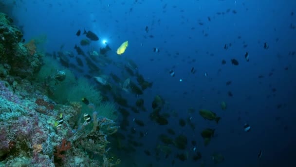 Escuela de peces tropicales en arrecife en busca de comida. — Vídeo de stock