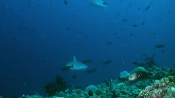 Le requin nage au bord du récif à la recherche de nourriture. — Video