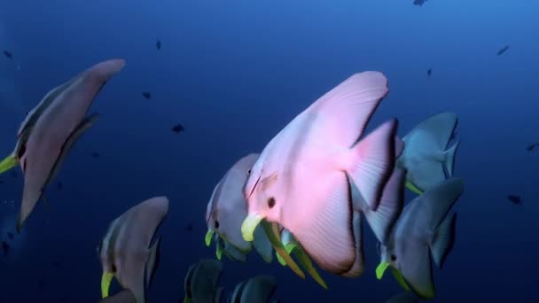 Escuela rebaño mariposa pescado en el arrecife al atardecer . — Vídeos de Stock