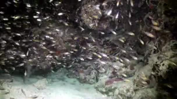 Rebanho escolar de peixes de vidro no recife ao entardecer. — Vídeo de Stock