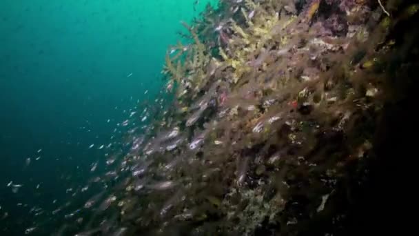 Schoolkudde glasvissen op het rif in de schemering. — Stockvideo