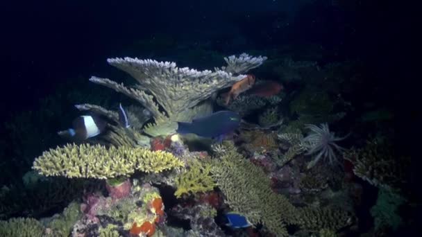 Paysage sous-marin mer de récif corallien la nuit. — Video