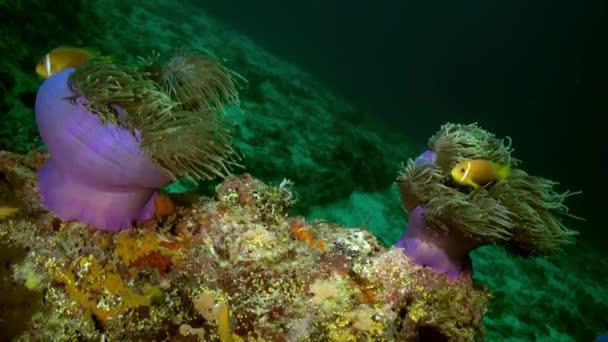 Anemonen und Clownfische nachts auf dem Meeresboden. — Stockvideo