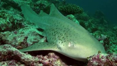 Köpekbalığı yiyecek aramak için resifin kenarında yüzer..