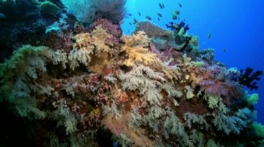 Okyanustaki resifteki renkli yumuşak mercan çalılıkları.