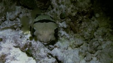Blackspotted kirpi balığı balık pufferfish. Yakın çekim.