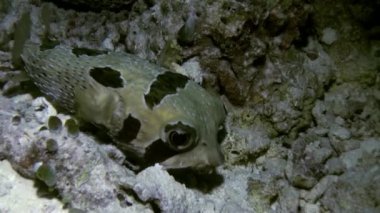Blackspotted kirpi balığı balık pufferfish. Yakın çekim.