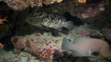 Geceleri uyku kumlu alt ororis balık.