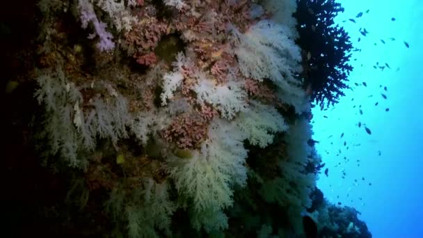Houštiny barevných měkkých korálů na útesu v oceánu. — Stock video