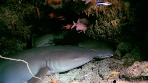 Shark sta dormendo nella barriera corallina nell'oceano lagunare . — Video Stock