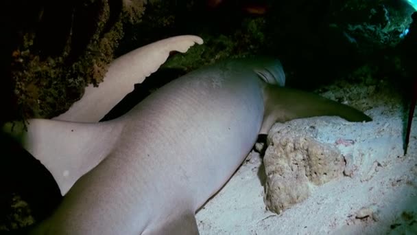 Le requin dort dans le récif dans l'océan lagunaire . — Video