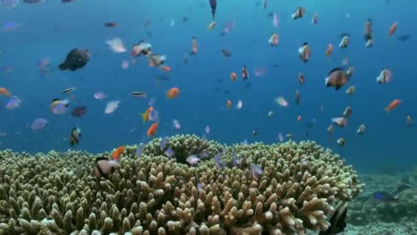 School voor tropische kleine veelkleurige vissen op rif — Stockvideo