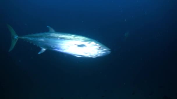 Big hungry tuna in search of food at night on reef — Stock Video