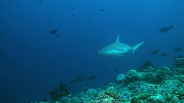 Hai schwimmt am Rand des Riffs auf Nahrungssuche. — Stockvideo