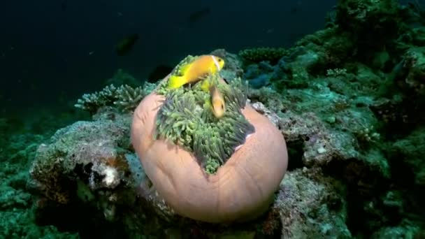 Anémonas y peces payaso por la noche en el fondo del mar . — Vídeos de Stock